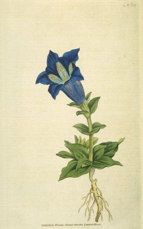 Gentiana acaulis - Curtis's Botanical
