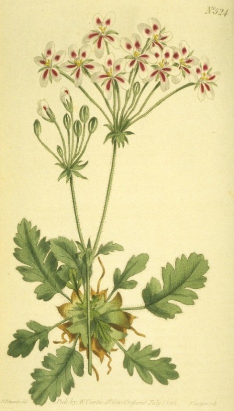 Pelargonium pulchellum - Curtis's Botanical