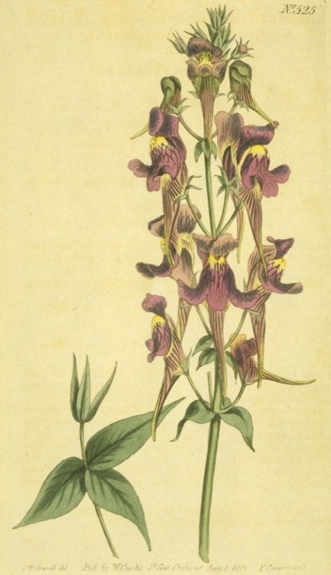 Antirrhinum triornithophorum - Curtis's Botanical