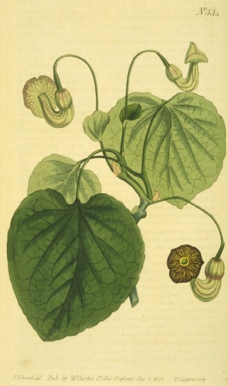 Aristolochia durior - Curtis's Botanical