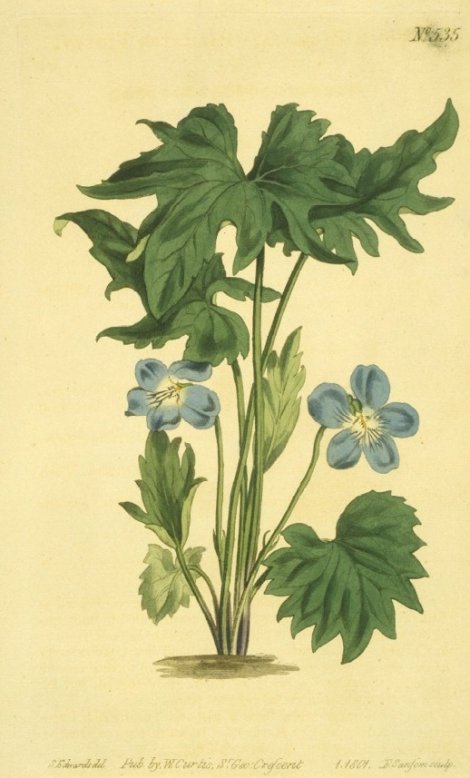 Viola palmata - Curtis's Botanical