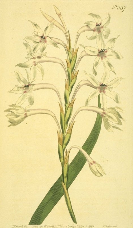 Watsonia humilis - Curtis's Botanical
