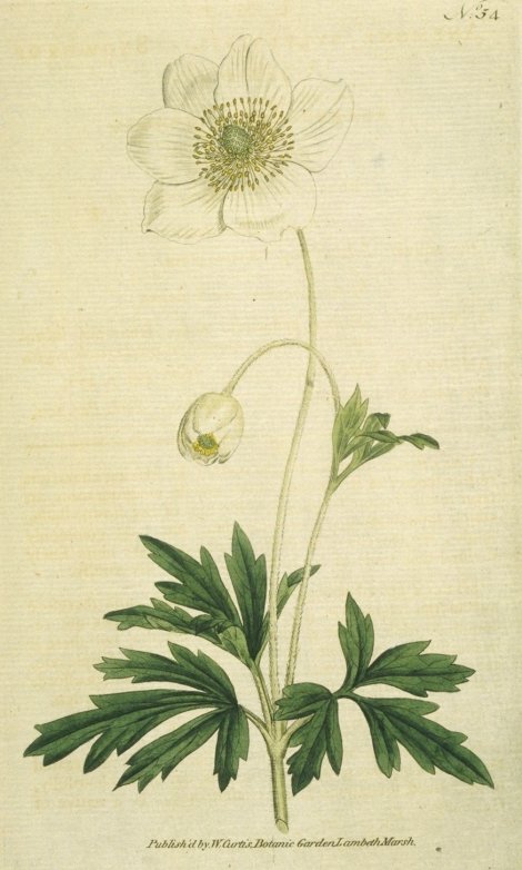 Anemone sylvestris - Curtis's Botanical