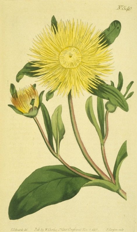 Carpanthea pomeridianum - Curtis's Botanical