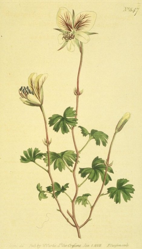 Pelargonium paraemorsum - Curtis's Botanical