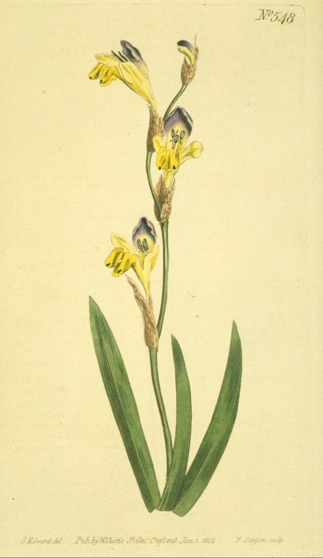 Synnotia villosa - Curtis's Botanical