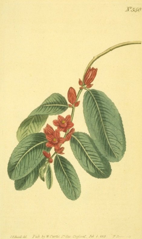 Samyda pubescens - Curtis's Botanical