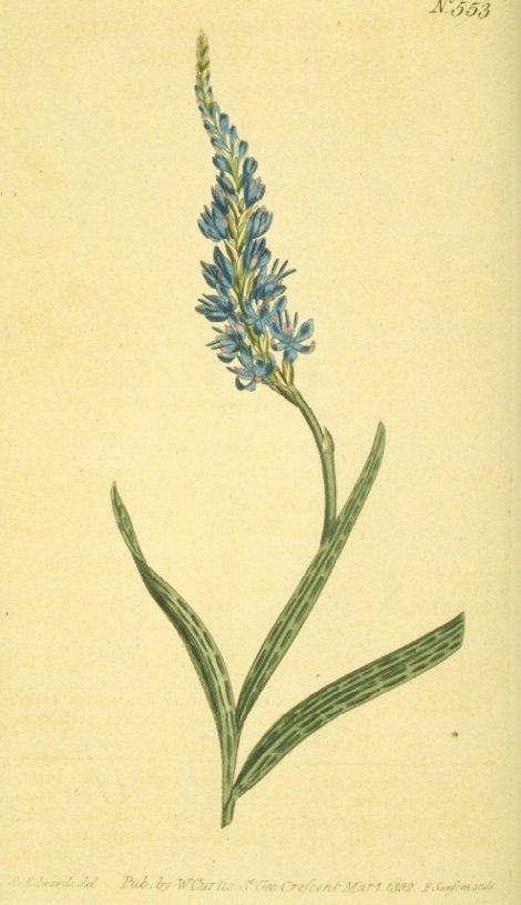 Micranthus alopecuroides - Curtis's Botanical