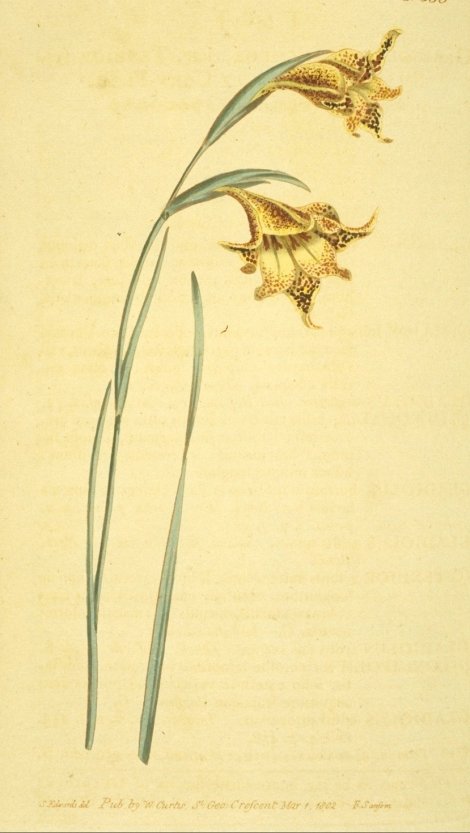 Gladiolus liliaceus - Curtis's Botanical