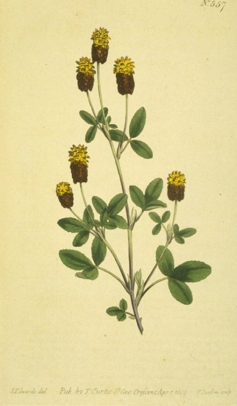 Trifolium spadiceum - Curtis's Botanical