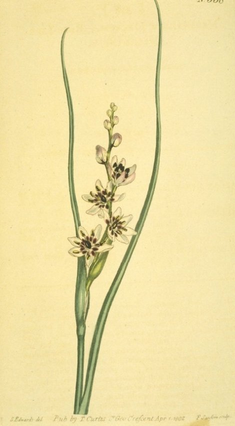 Dipidax triquetrum - Curtis's Botanical