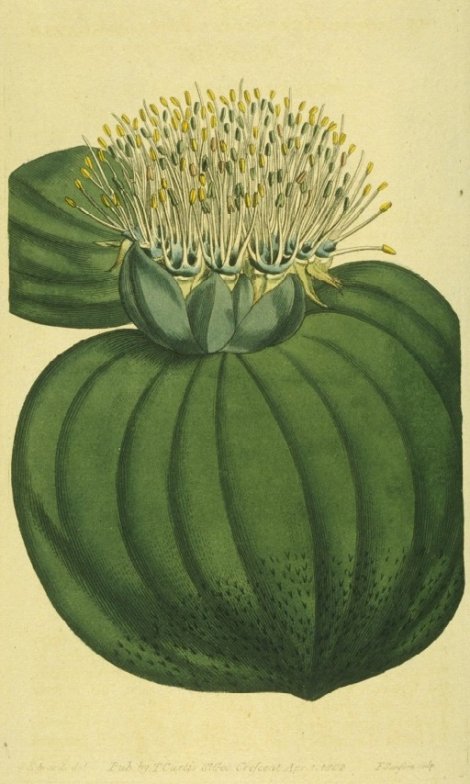 Massonia muricata - Curtis's Botanical