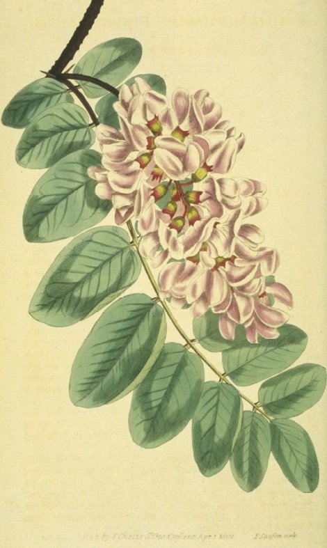 Robinia viscosa - Curtis's Botanical