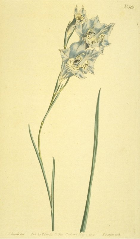 Gladiolus gracilis - Curtis's Botanical