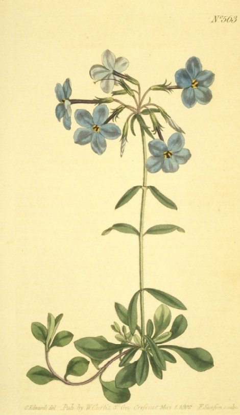 Phlox stolonifera - Curtis's Botanical
