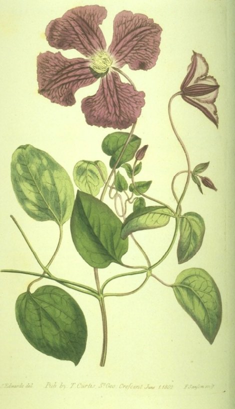 Clematis viticella - Curtis's Botanical