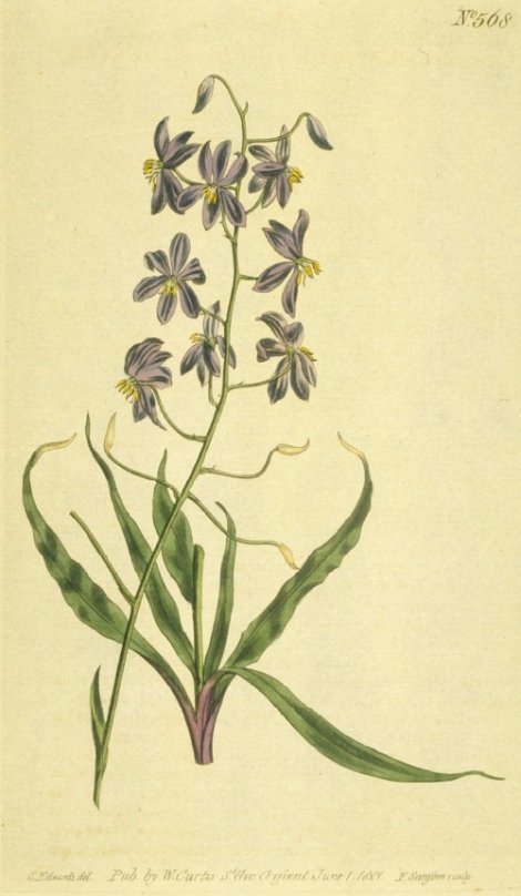 Cyanella hyacinthoides - Curtis's Botanical