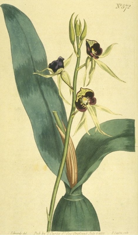 Encyclia cochleata - Curtis's Botanical