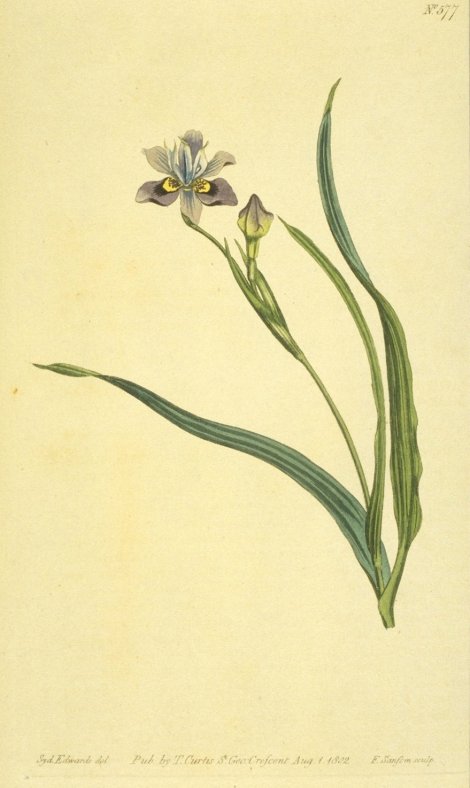 Moraea tristis - Curtis's Botanical