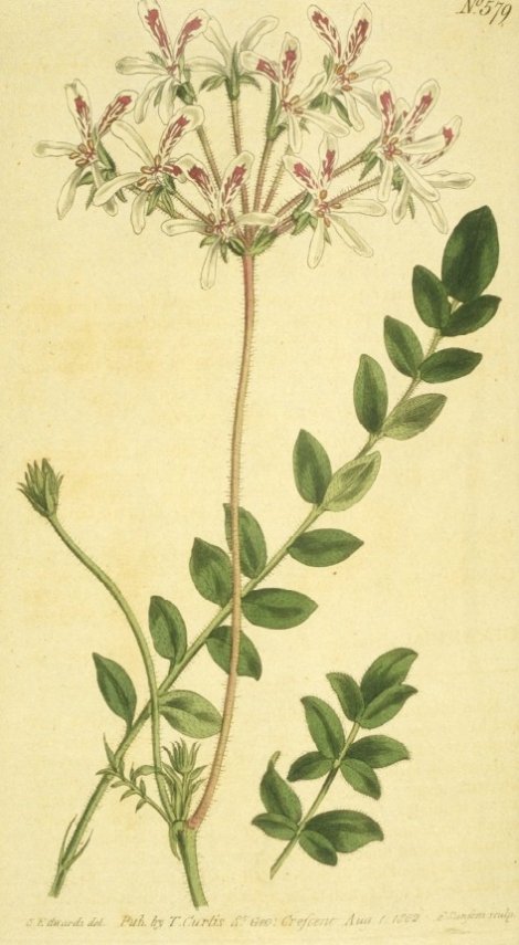 Pelargonium pinnatum - Curtis's Botanical