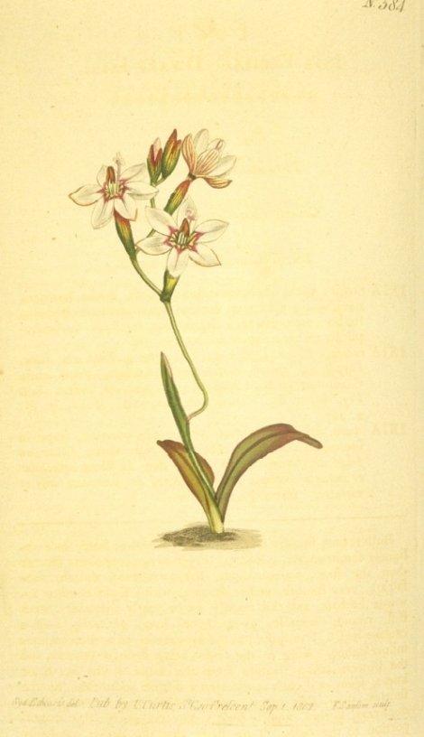 Geissorhiza excisa - Curtis's Botanical