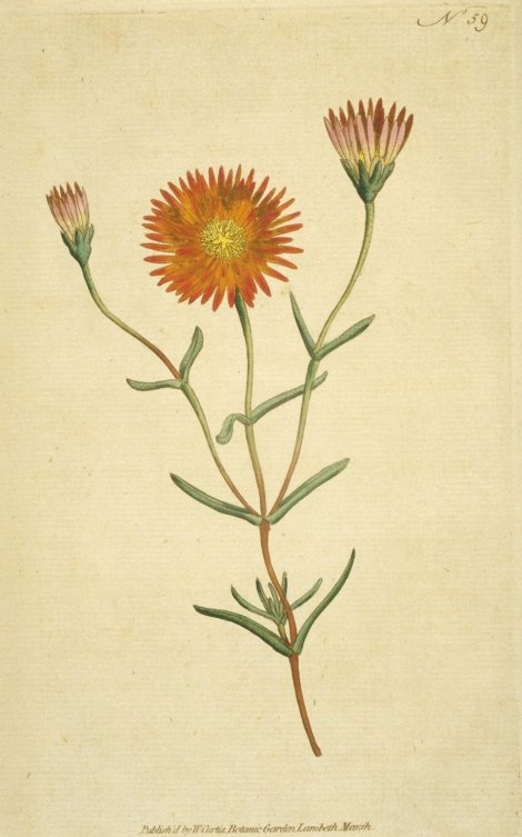 Lampranthus bicolor - Curtis's Botanical