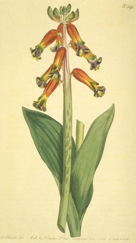 Lachenalia bulbifera - Curtis's Botanical