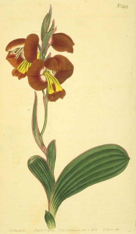Gladiolus equitans - Curtis's Botanical