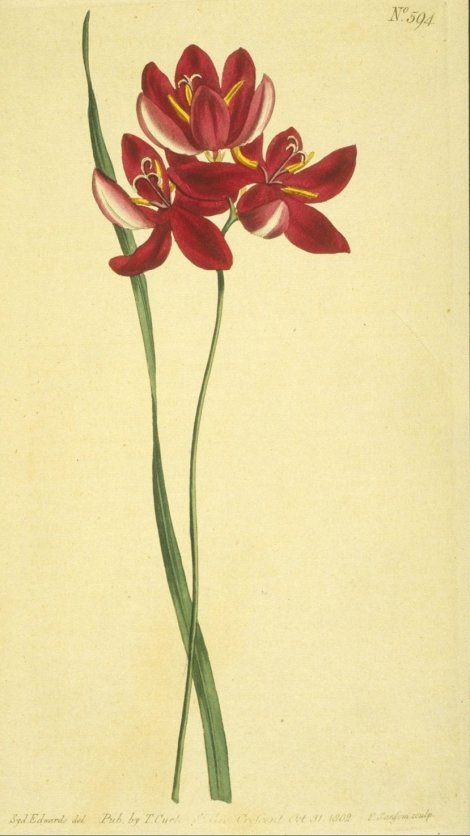 Ixia campanulata - Curtis's Botanical