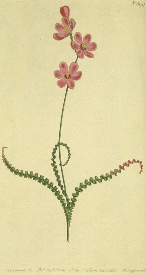 Tritonia thunbergii - Curtis's Botanical