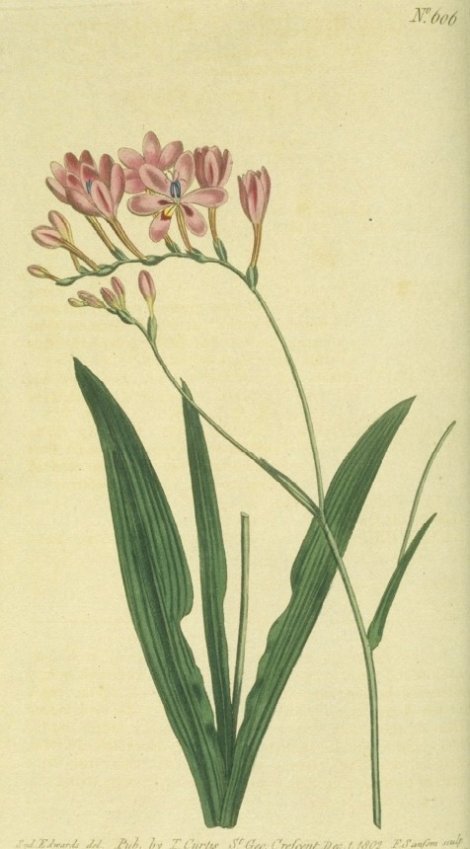 Lapeyrousia juncea - Curtis's Botanical