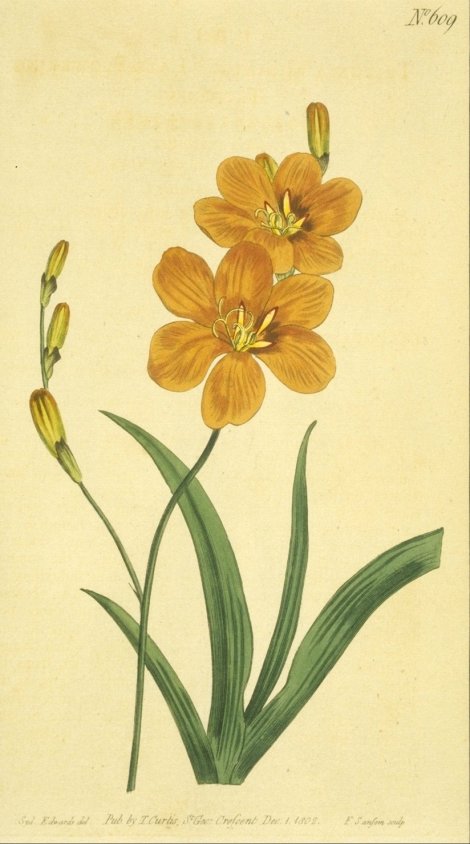 Tritonia crocata miniata - Curtis's Botanical