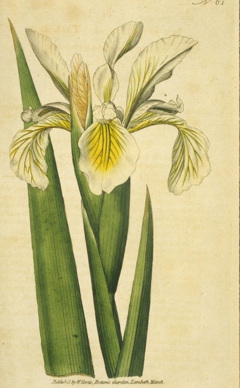 Iris ochroleuca - Curtis's Botanical
