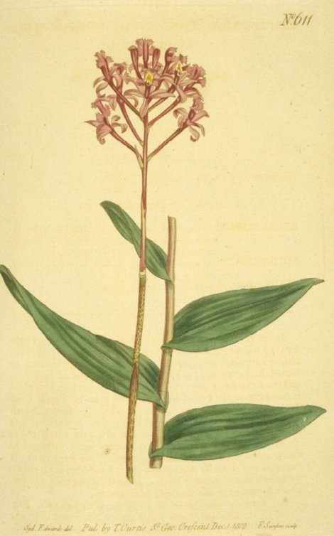 Epidendrum elongatum - Curtis's Botanical