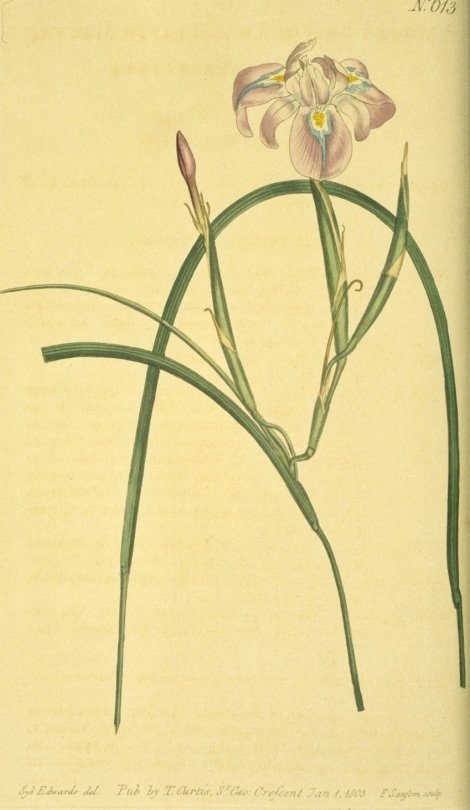 Moraea fugax - Curtis's Botanical