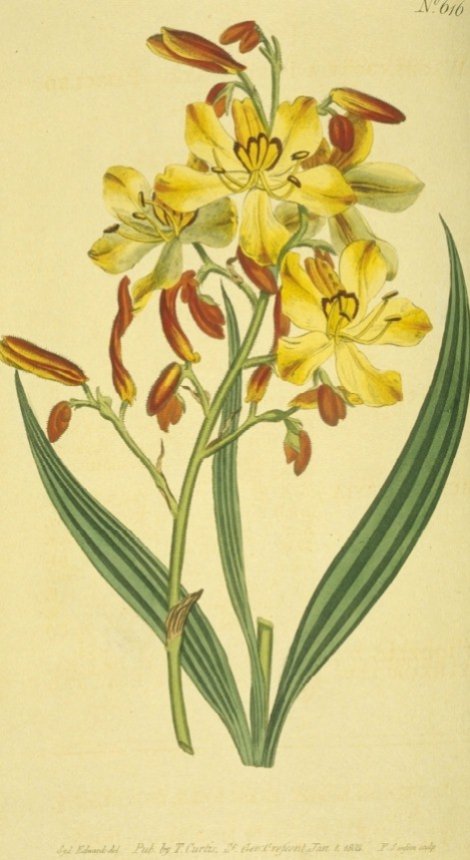 Wachendorfia paniculata - Curtis's Botanical