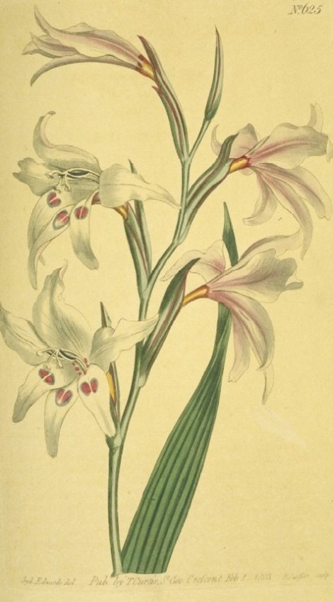 Gladiolus blandus - Curtis's Botanical