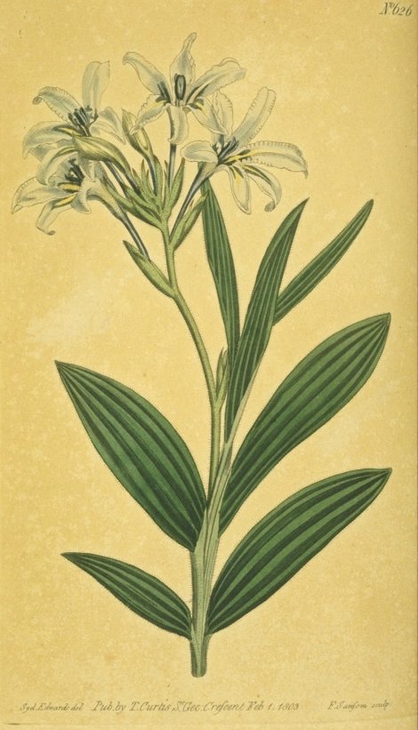 Babiana plicata - Curtis's Botanical