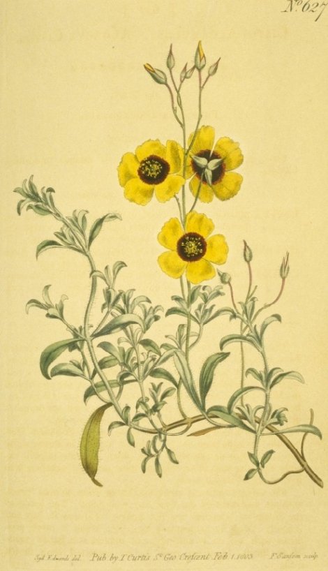 Halimium ocymoides - Curtis's Botanical