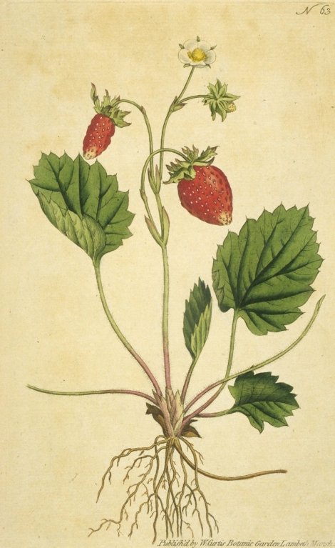Fragaria vesca (var. monophylla) - Curtis's Botanical