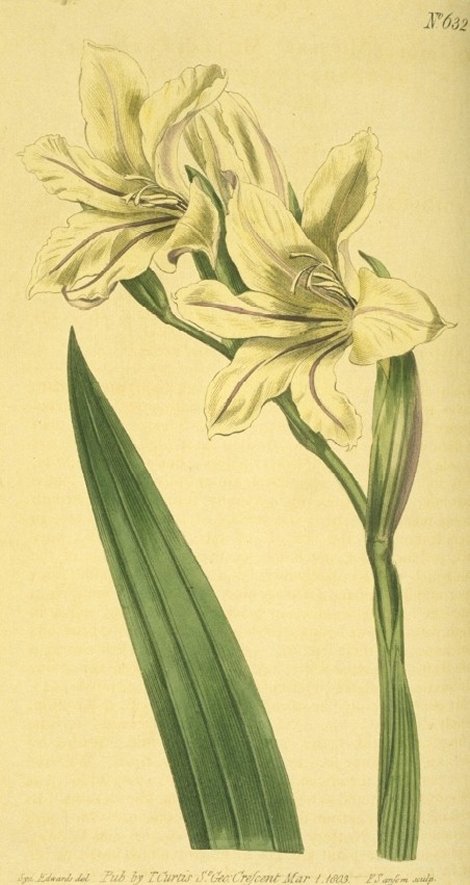 Gladiolus milleri - Curtis's Botanical