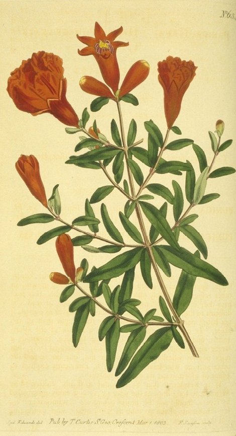 Punica granatum nana - Curtis's Botanical