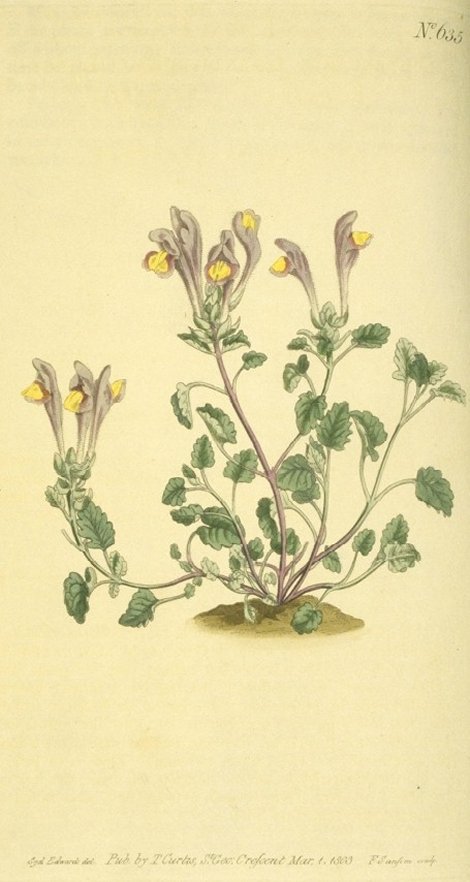 Scutellaria orientalis - Curtis's Botanical