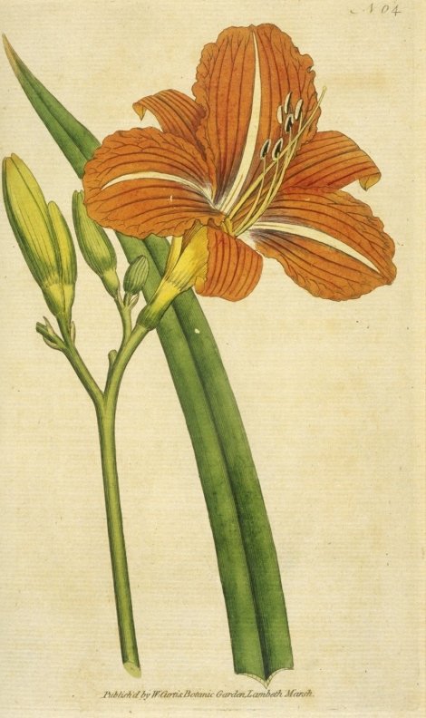 Hemerocallis fulva - Curtis's Botanical