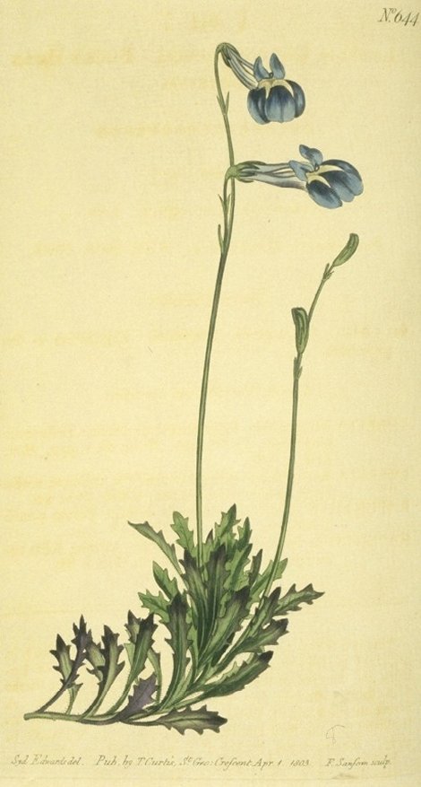 Lobelia coronopifolia - Curtis's Botanical