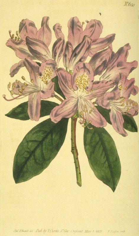 Rhododendron ponticum - Curtis's Botanical