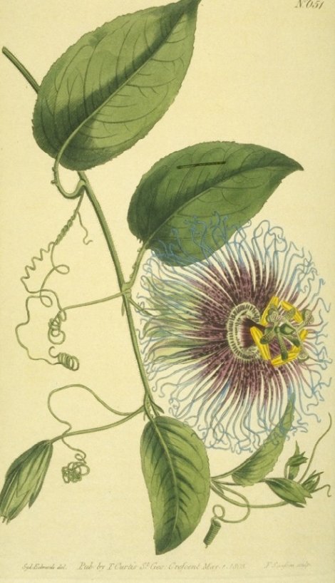 Passiflora serratifolia - Curtis's Botanical