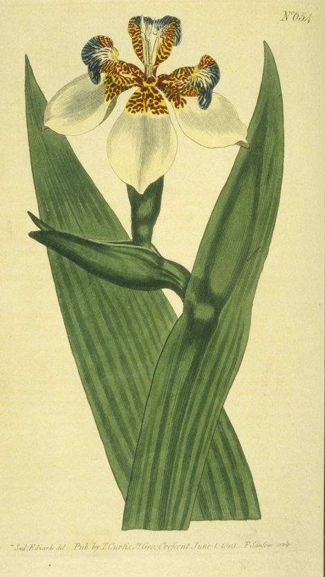 Neomarica northiana - Curtis's Botanical