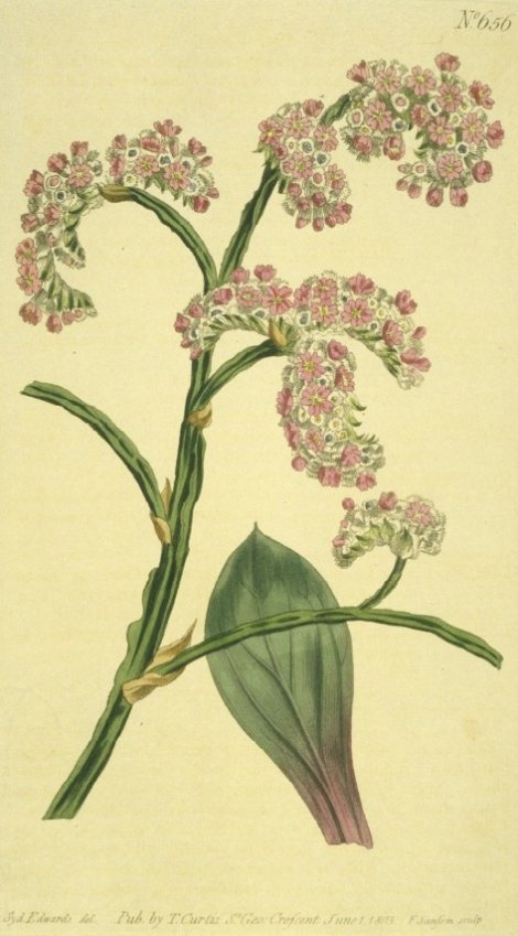 Goniolimon incanum - Curtis's Botanical