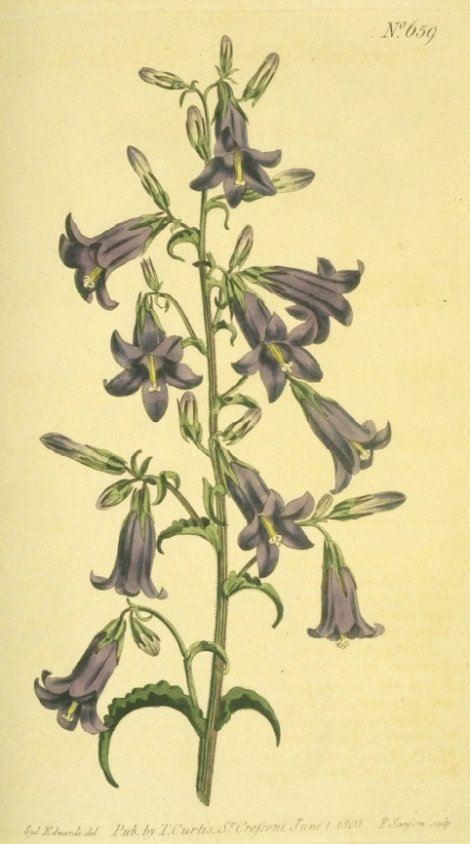 Campanula sibirica - Curtis's Botanical